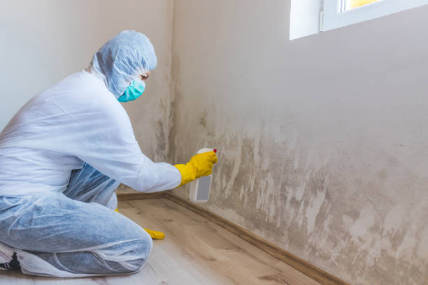 Licensed Mold Removal service in Clearwater, FL - WQB Mold Removal